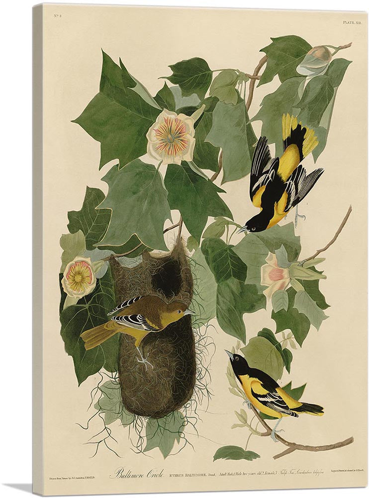 Baltimore Oriole