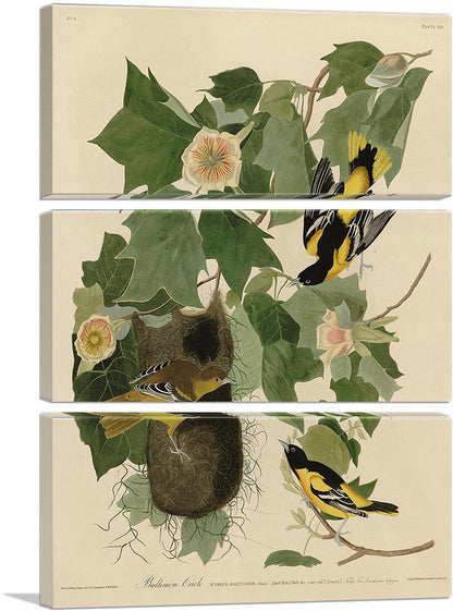 Baltimore Oriole