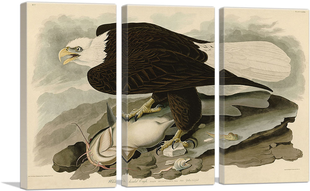 3-panel