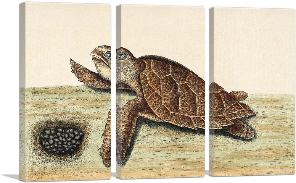 Hawksbill Turtle 1743