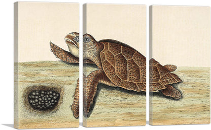 Hawksbill Turtle 1743