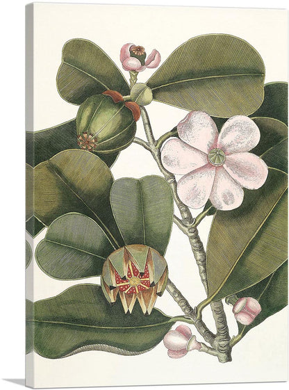 Balsam Tree