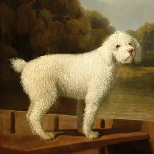 DOGS Canvas Art Prints