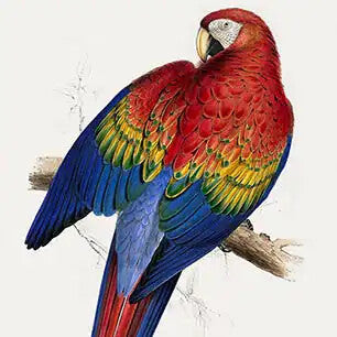 EDWARD LEAR Canvas Art Prints