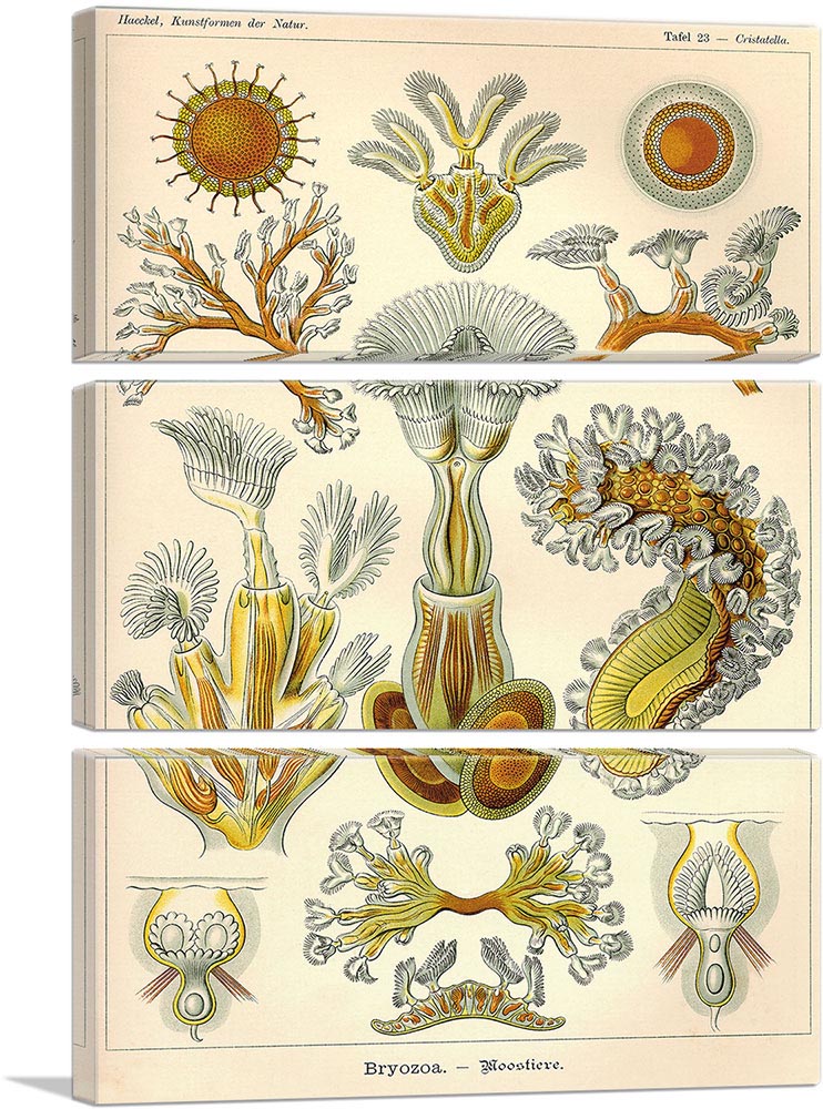 Bryozoa Sea Creatures