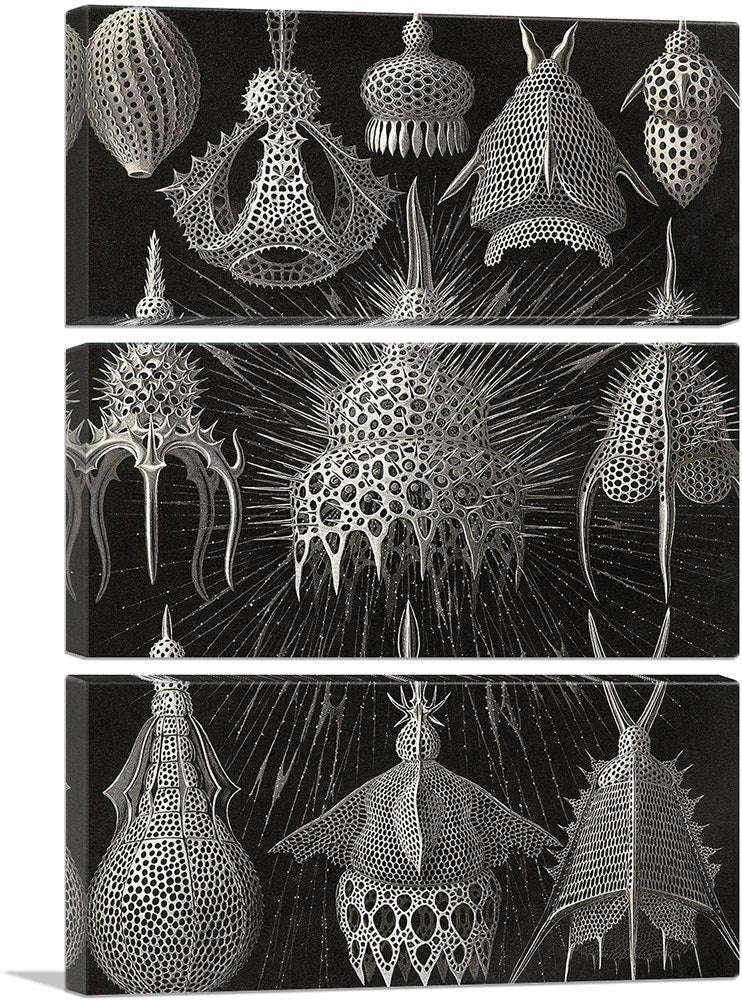 Cyrtoidea
