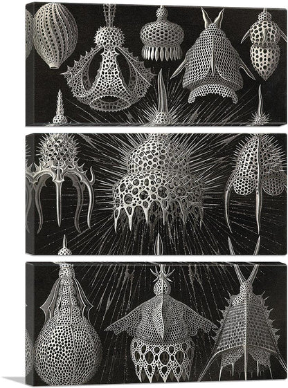 Cyrtoidea