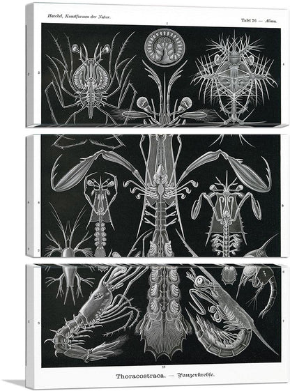 3-panel