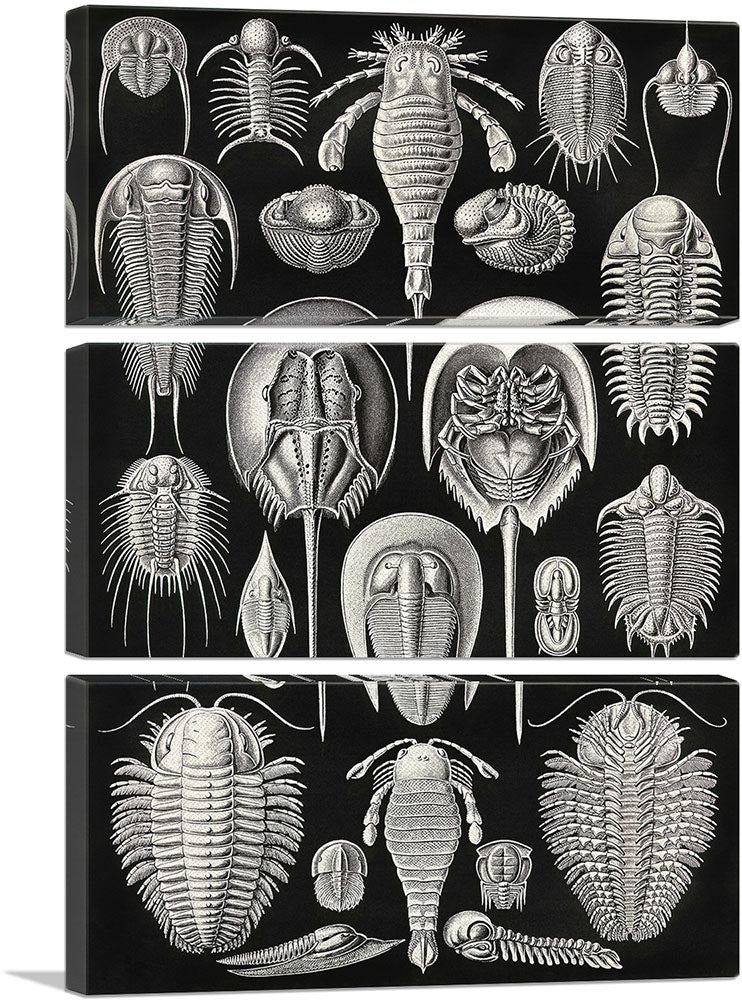 3-panel