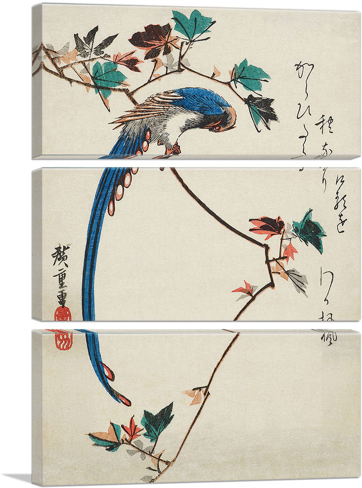 Blue Magpie On Maple Branch