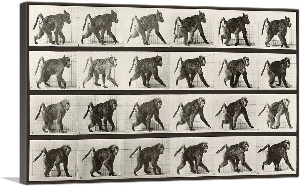 1-panel