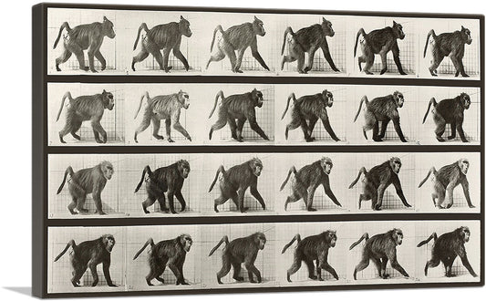 1-panel