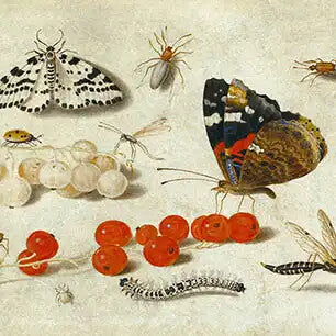 JAN VAN KESSEL ELDER Canvas Art Prints