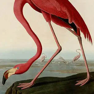JOHN JAMES AUDUBON Canvas Art Prints