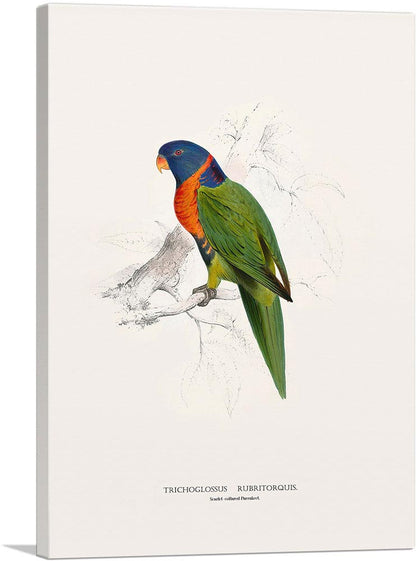 Scarlet-Collared Parakeet