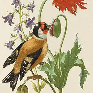 MARIA SIBYLLA MERIAN Canvas Art Prints
