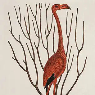 MARK CATESBY Canvas Art Prints