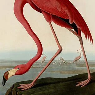 Audubon menu