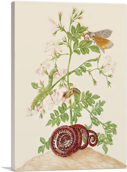 Spanish Jasmine Ello Sphinx Moth Garden Tree Boa 1702