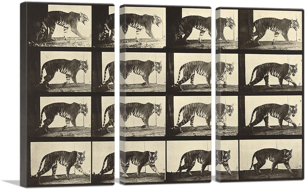 3-panel