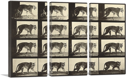 3-panel