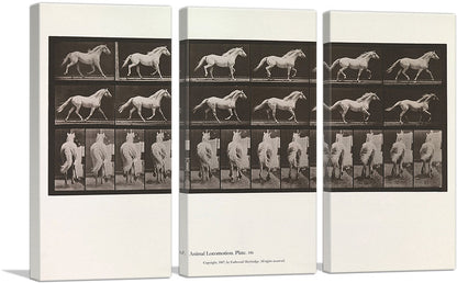 3-panel