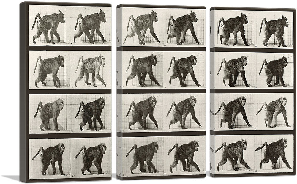 3-panel