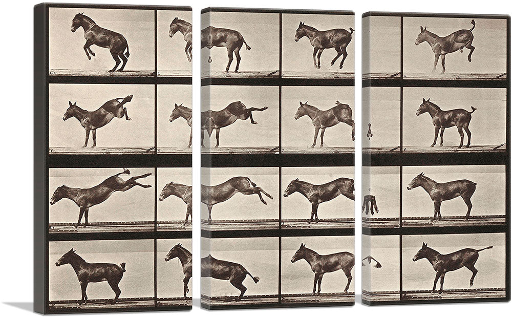 Donkey Bucking and Kicking