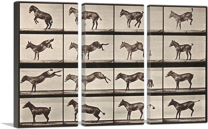 Donkey Bucking and Kicking