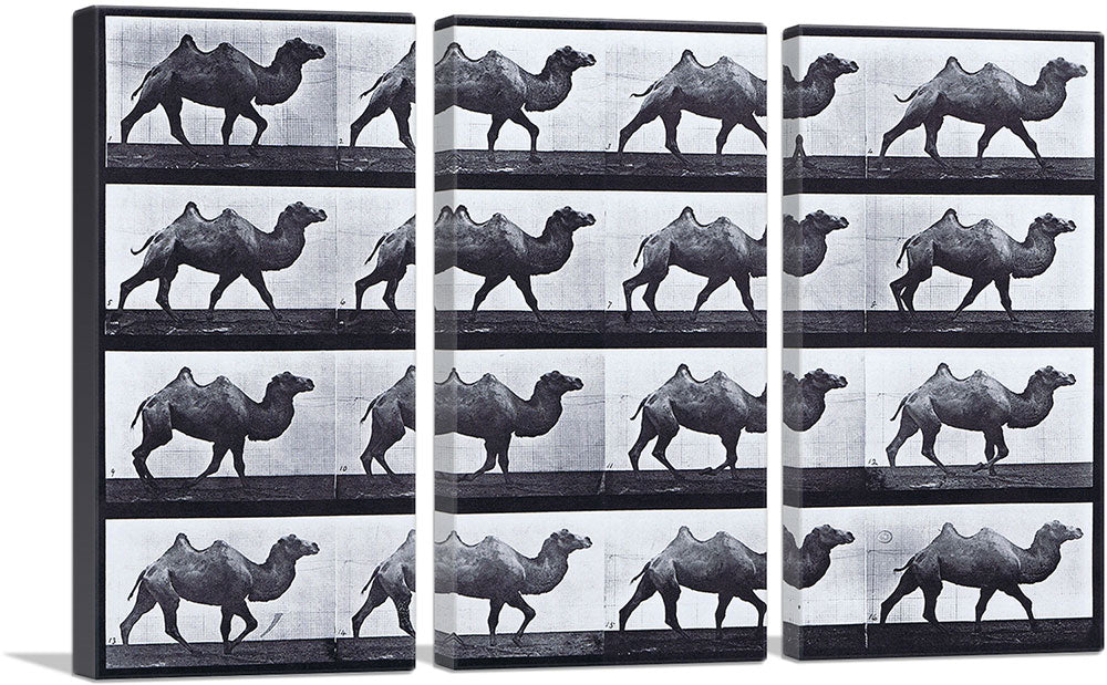 3-panel