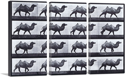3-panel