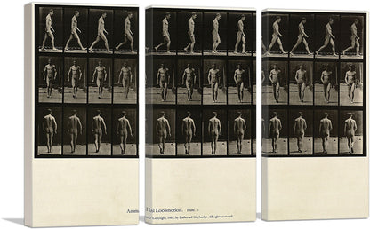 3-panel