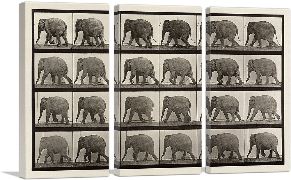 3-panel