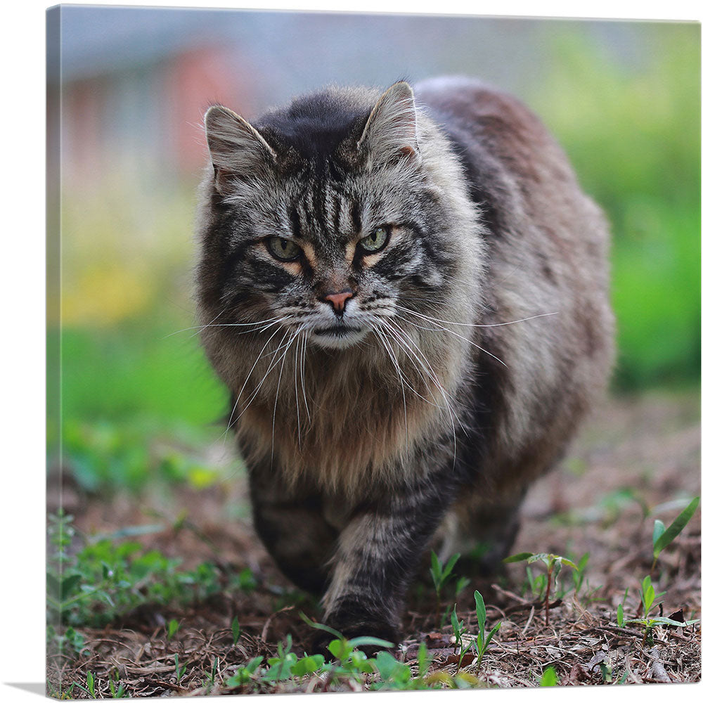 American Bobtail Cat