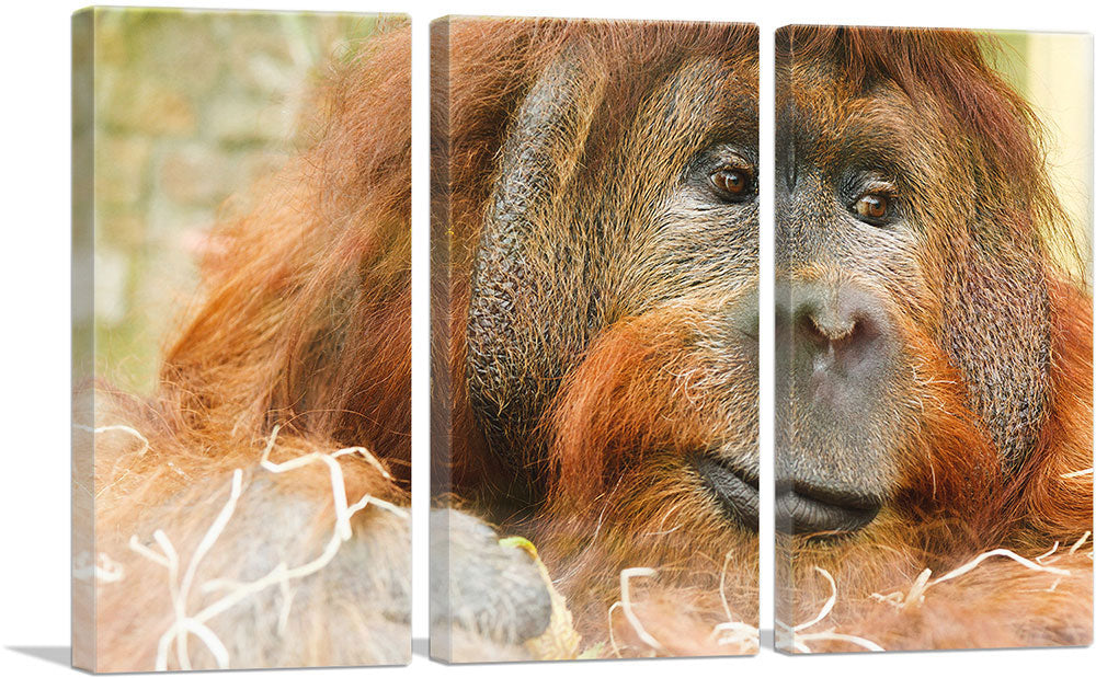 Orangutan Monkey Home decor
