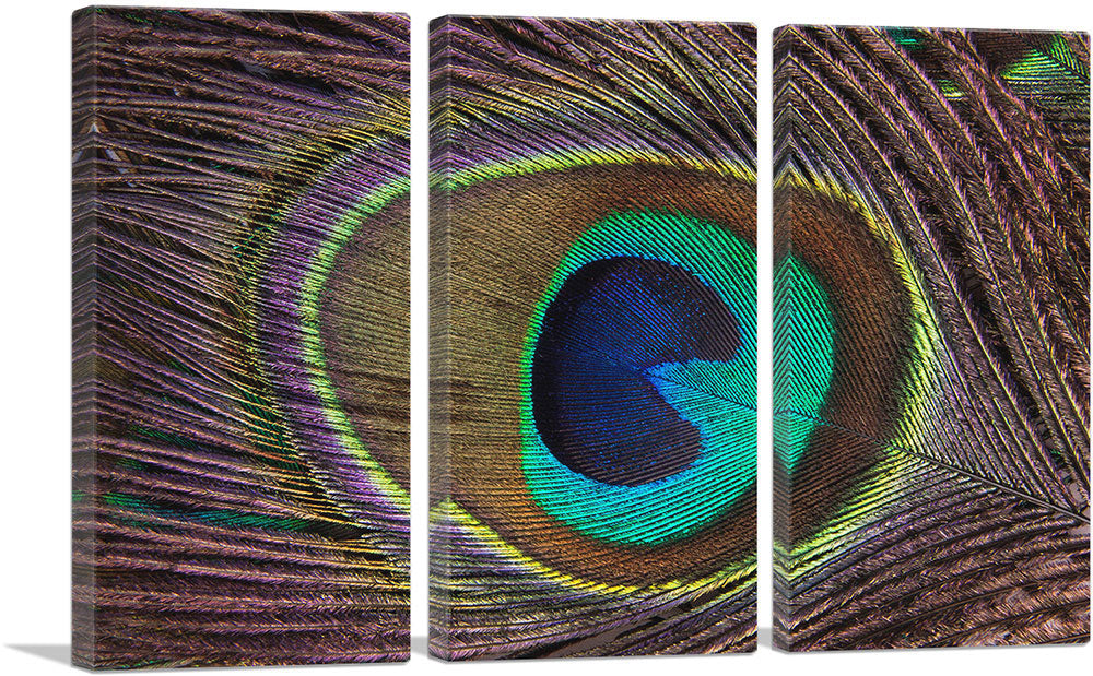 Peacock Feather Home decor