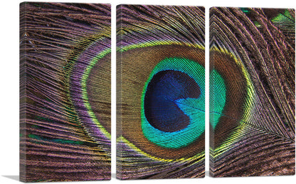 Peacock Feather Home decor