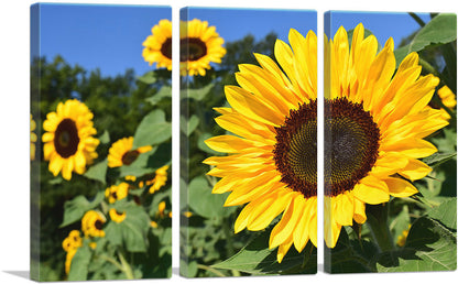 3-panel