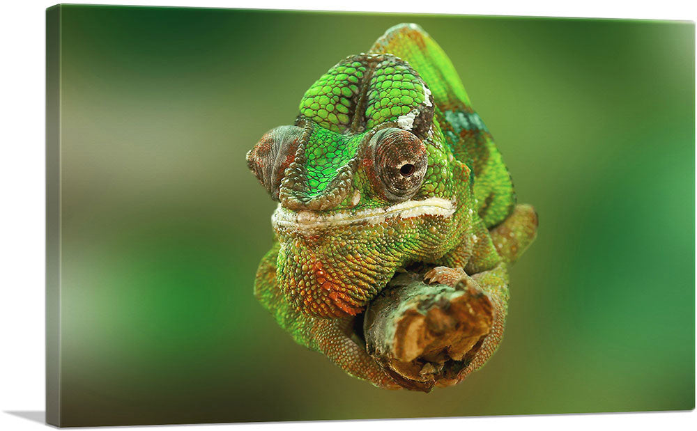 Chameleon Home decor