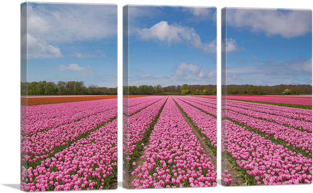Pink Tulips Field