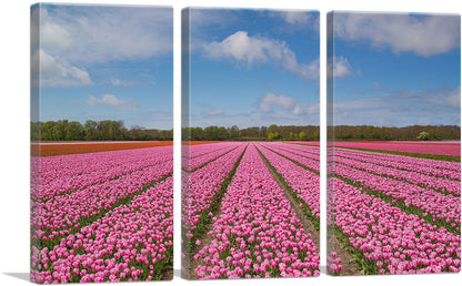 Pink Tulips Field