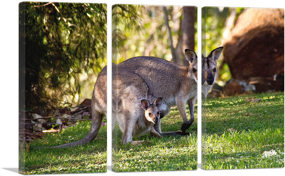 Native Australians Wallaby Mother and Baby