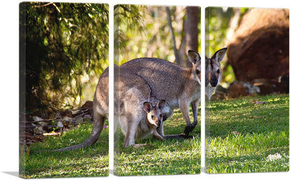 Native Australians Wallaby Mother and Baby