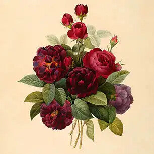 PIERRE-JOSEPH REDOUTE Canvas Art Prints