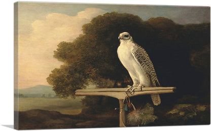 Greenland Falcon 1780