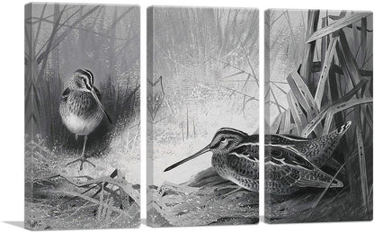 Snipe